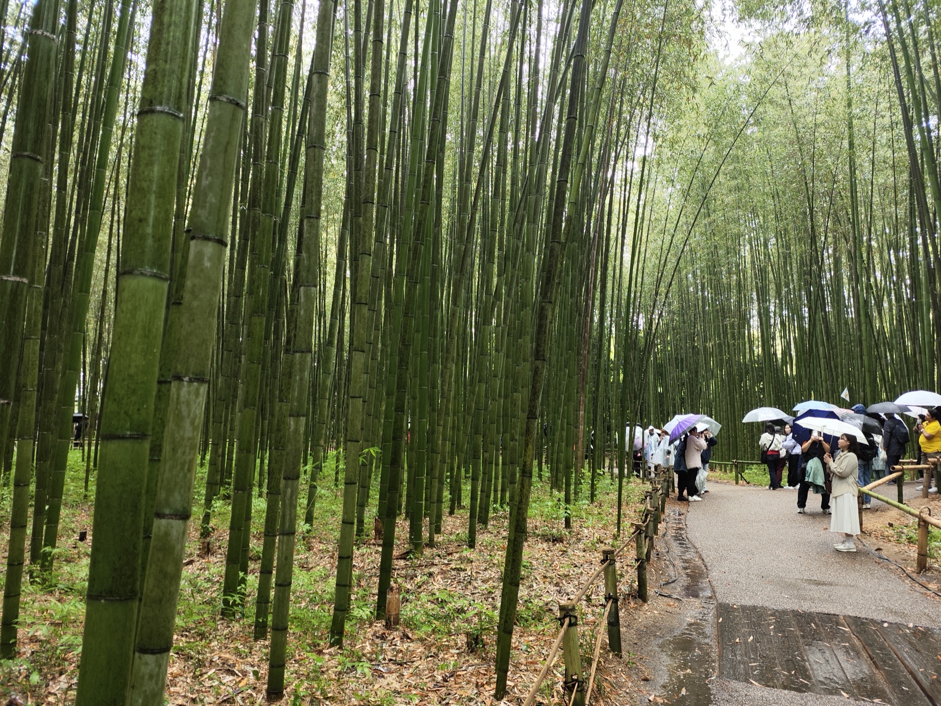 岚山竹林小径