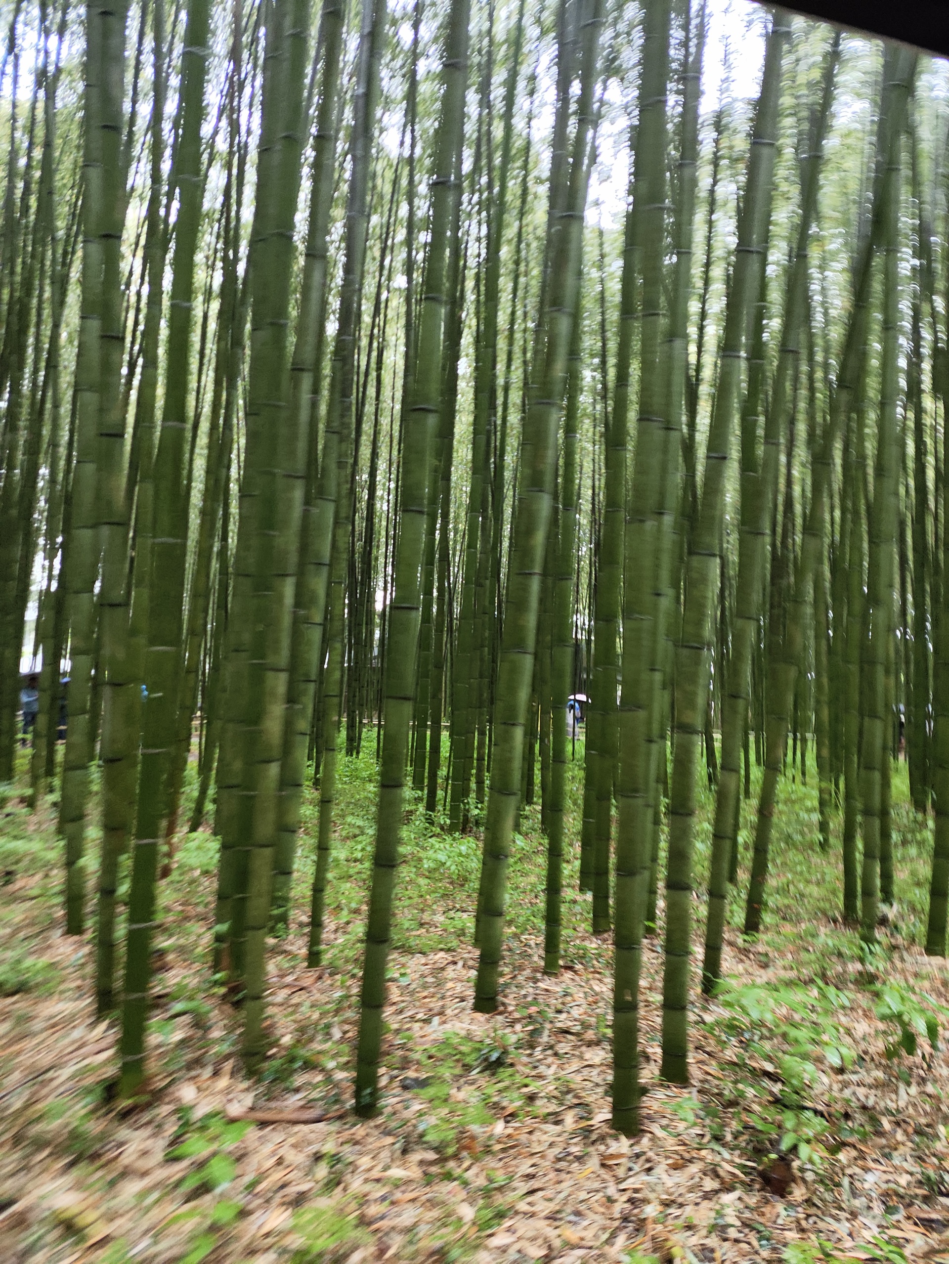 岚山竹林小径
