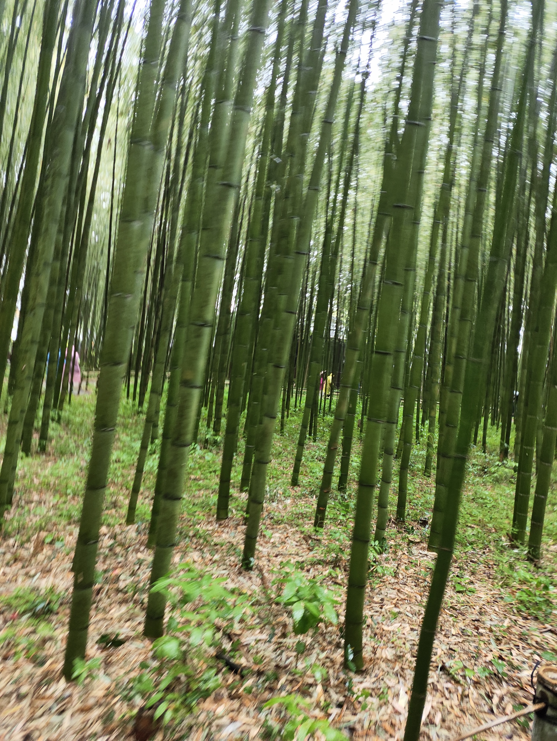岚山竹林小径