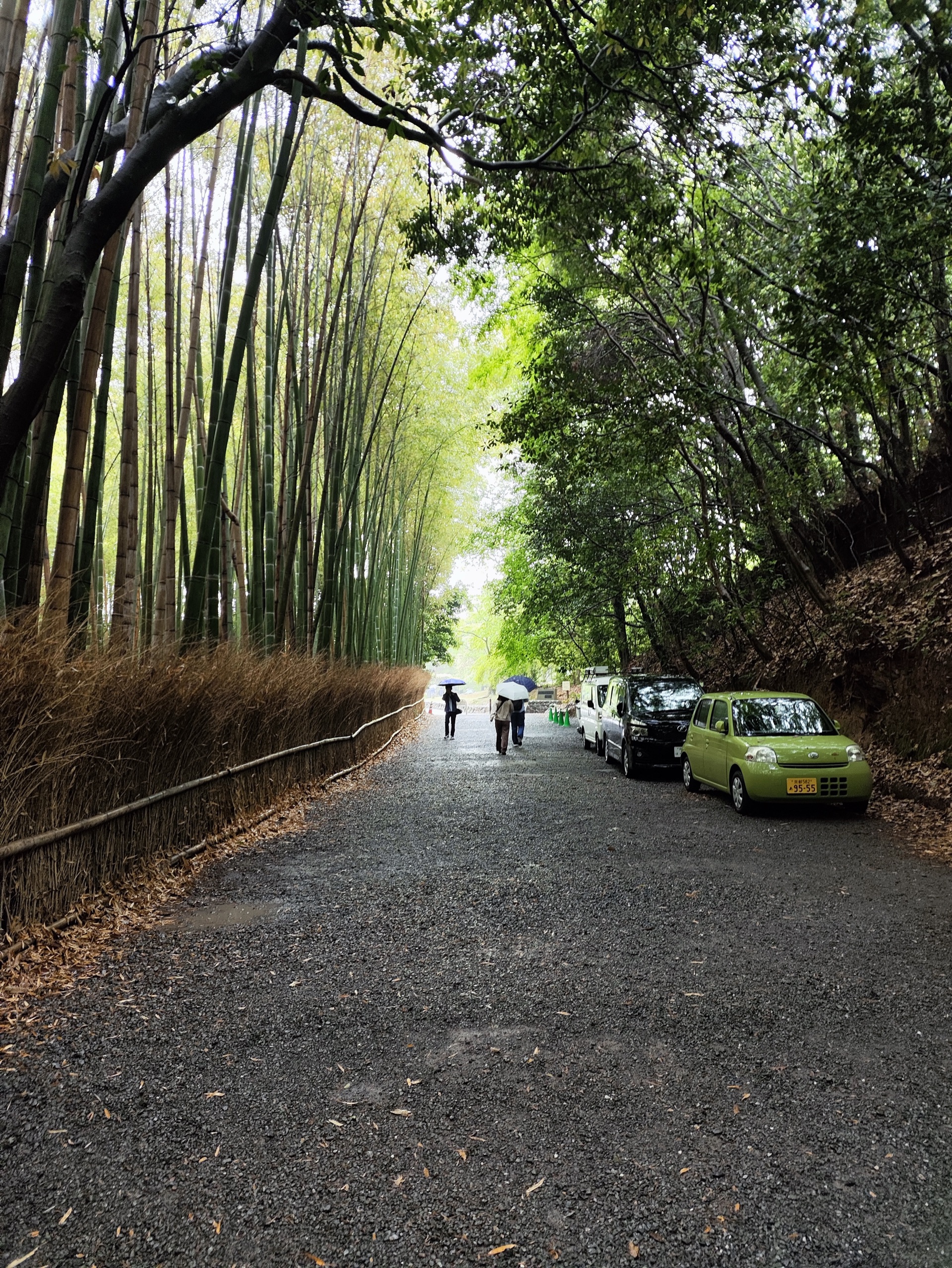岚山竹林小径