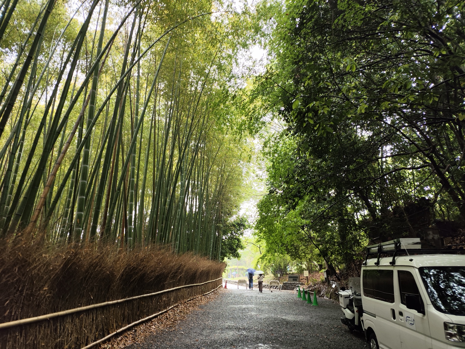 岚山竹林小径