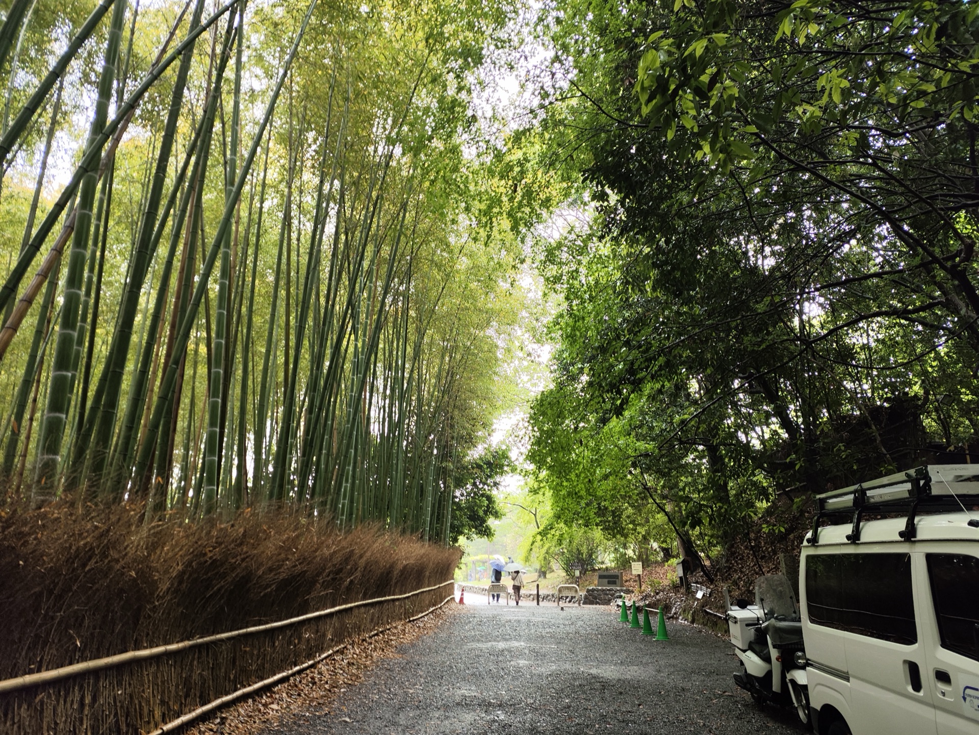 岚山竹林小径