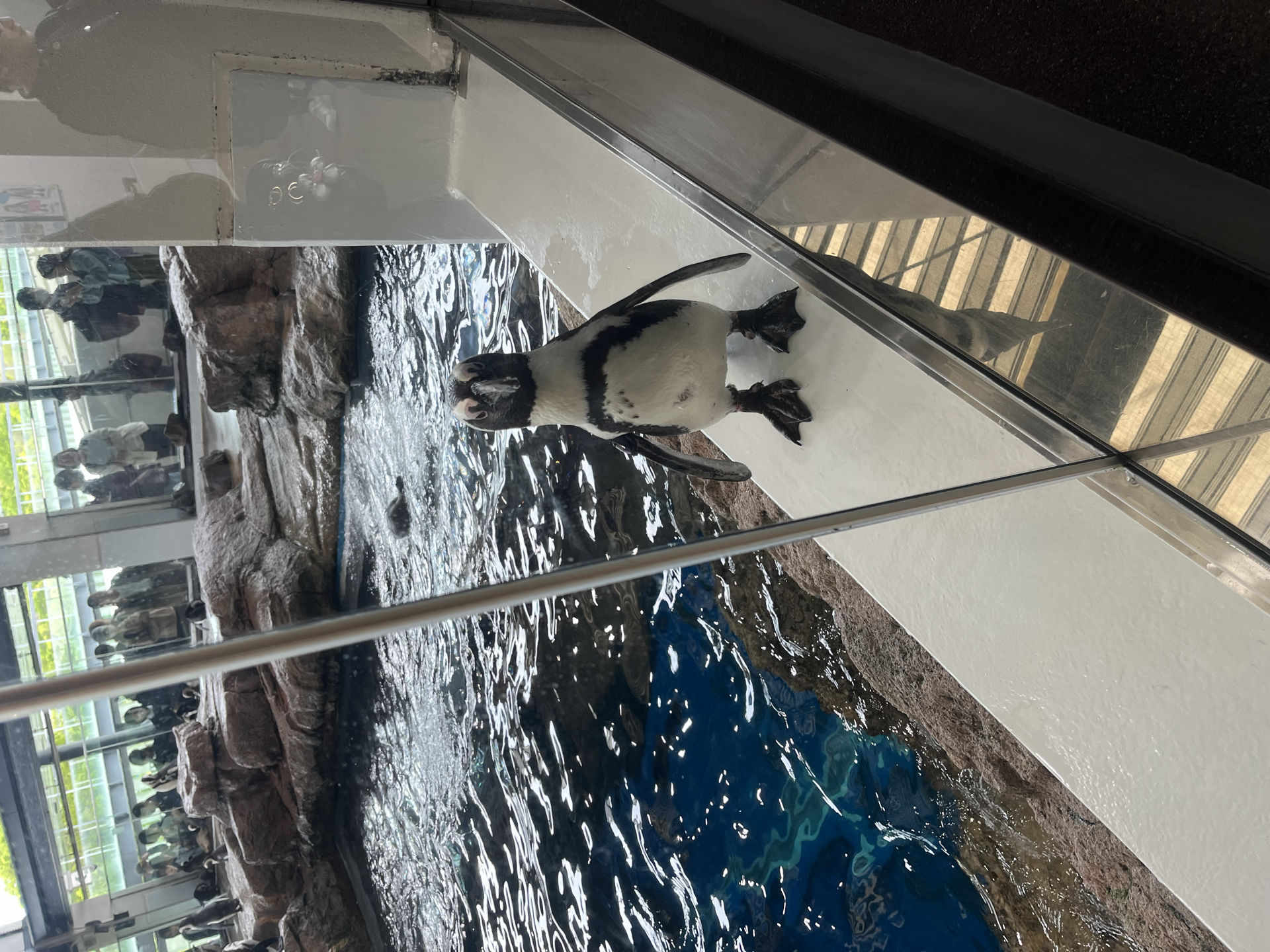 京都水族馆企鹅