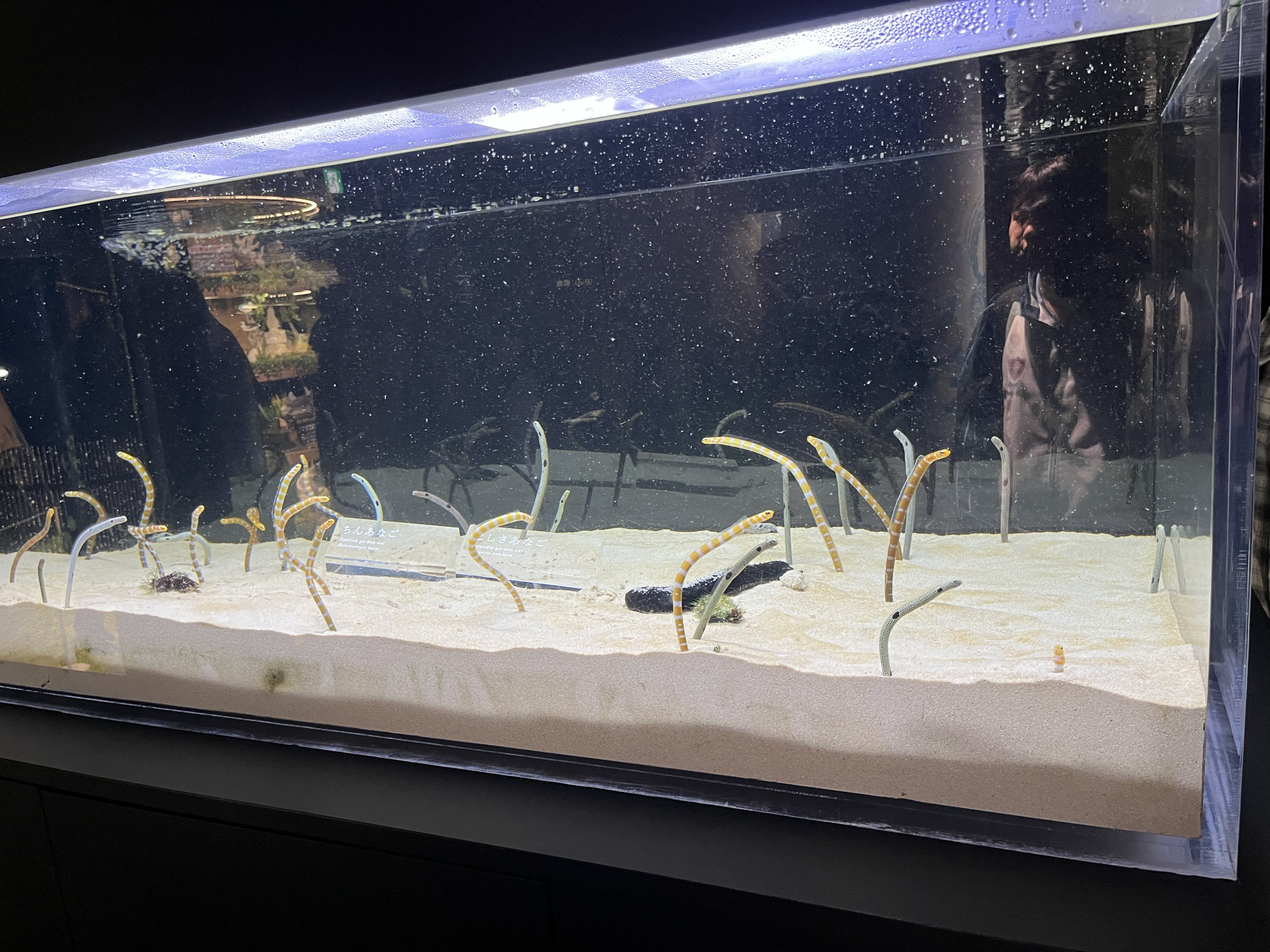 京都水族馆