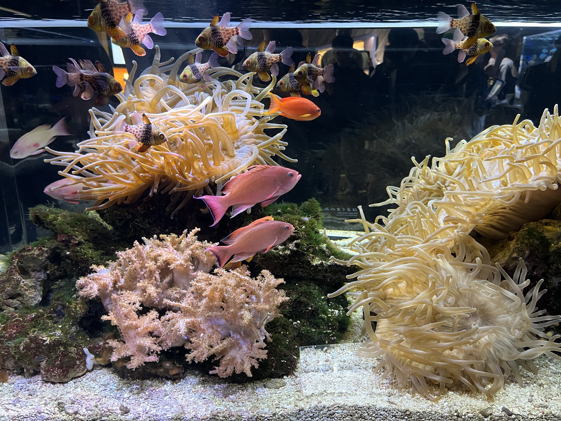 京都水族馆
