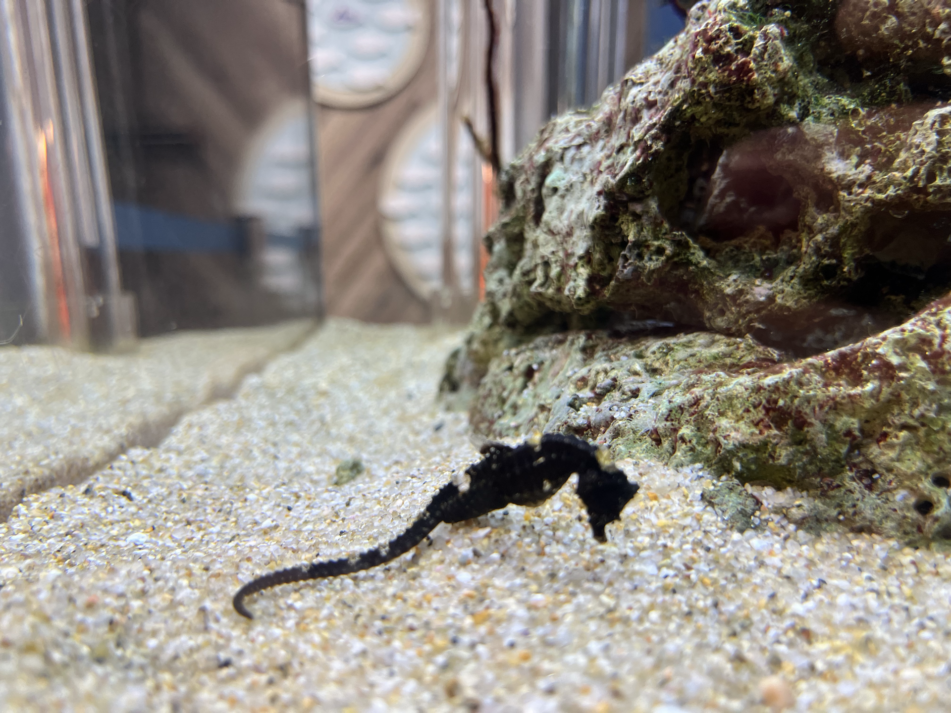 京都水族馆
