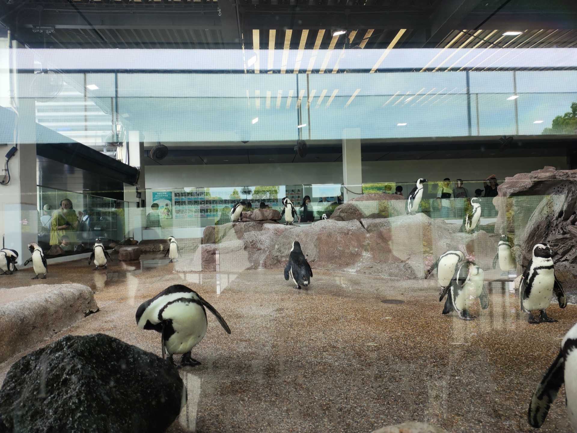 京都水族馆企鹅