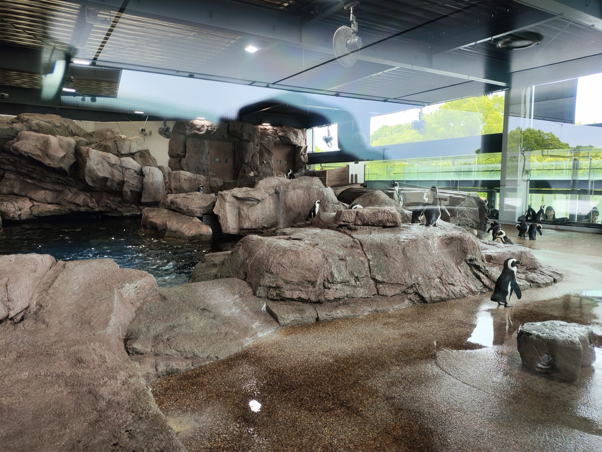 京都水族馆企鹅