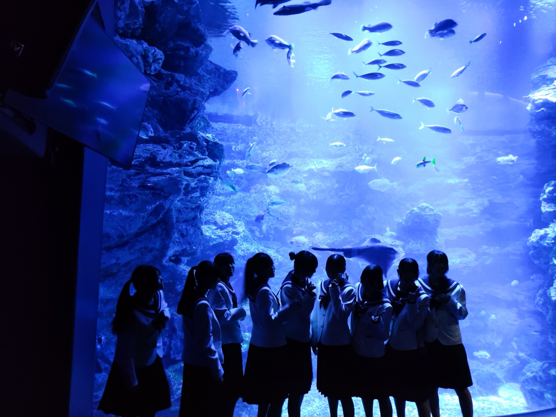 aquarium_jk